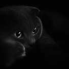 gray cat in a dark room