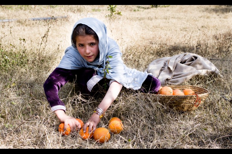 Orange harvest