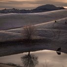 Mt. Diablo & Cows