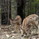 Young Deer