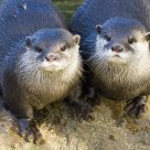 Otterly Different