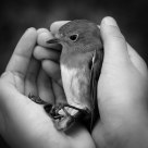 A Bird In The Hand