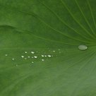 大珠小珠落玉盘
