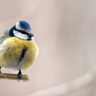 blue tit