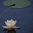 Lily on the Water