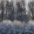 Wall