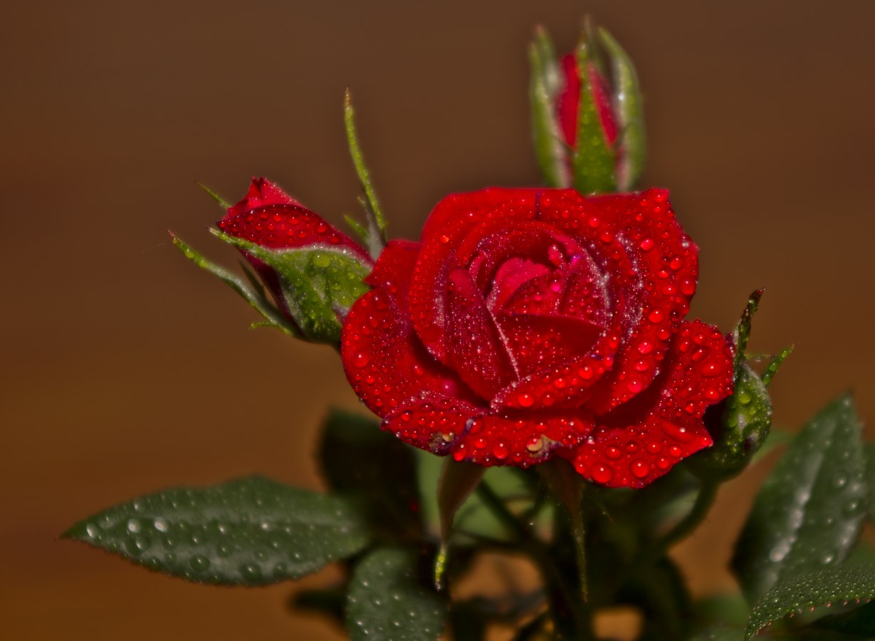Dew