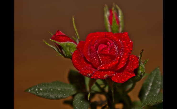 Dew