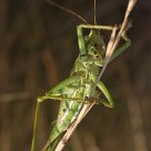 Grasshopper