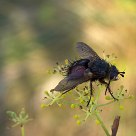 The fly