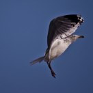 Acrobat