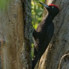 Black woodpecker