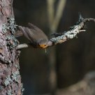 European robin