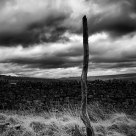 Tree Memorial