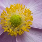 Flowerheart