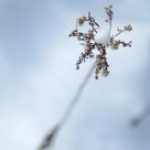 Snowdrop