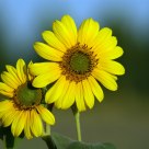 Yellow one!
