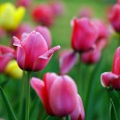 tulip