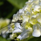 Dragonfly like pentax! 