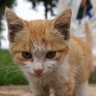 Cat in Yun Nan