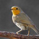Robin