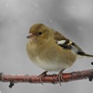 Finch under snowfall