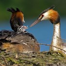 grebes feeding their young at the nest