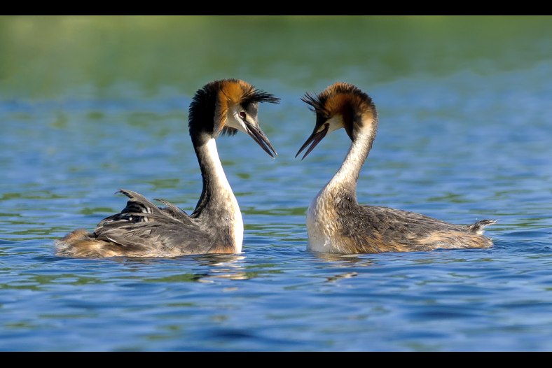 grebes in love