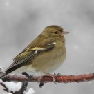 Finch under snowfall