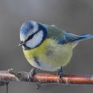 Blue Tit