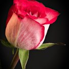 The Rose