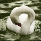 Swan