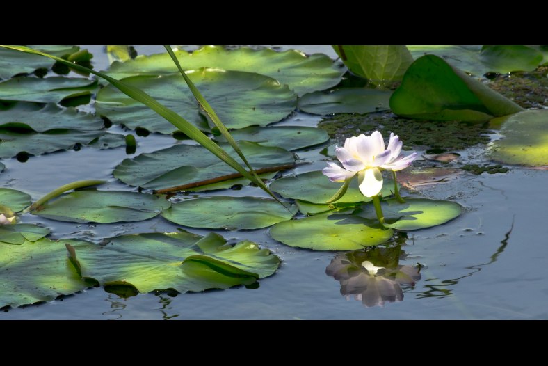 Reflection