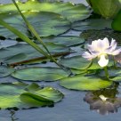 Reflection