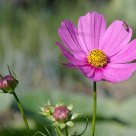 Cosmos