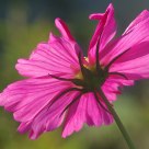 Cosmos
