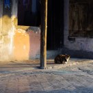 cat in the morning