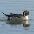Pintail