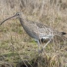 Curlew