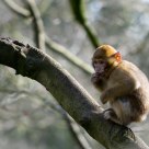 Baby Barbary