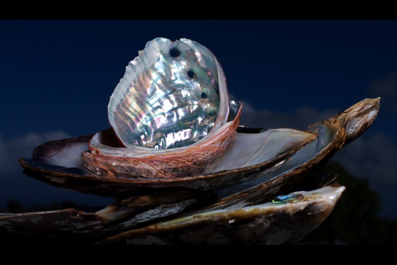 Half Shells on the Half Shell