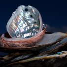 Half Shells on the Half Shell