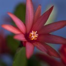 花蕊