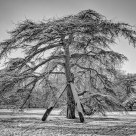 L'arbre coeur