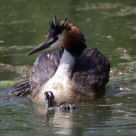 Svassi ( Podiceps cristatus )
