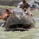 Hippos