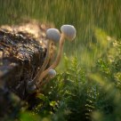 Mushrooms