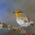 Robin