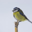 Blue tit