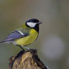 Great tit